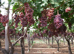 �(q��)�B(ni��o)���������ш@