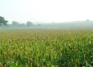 �(q��)�B(ni��o)�����ڸ���