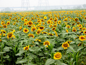 �(q��)�B(ni��o)�����ڿ�����