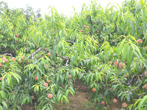 �(q��)�B(ni��o)�������҈@